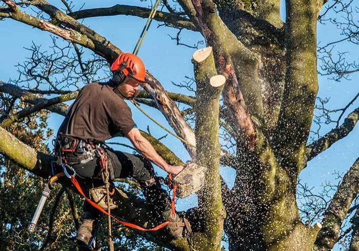 Tree-Pruning