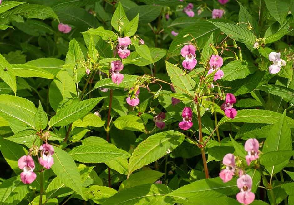 himalayan-balsam-hero-image